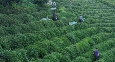 ZİRAAT ODALARINDAN ORTAK DEKLARASYON: Yaş Çay Üreticisine Ücret ve İşçilik Uyarısı