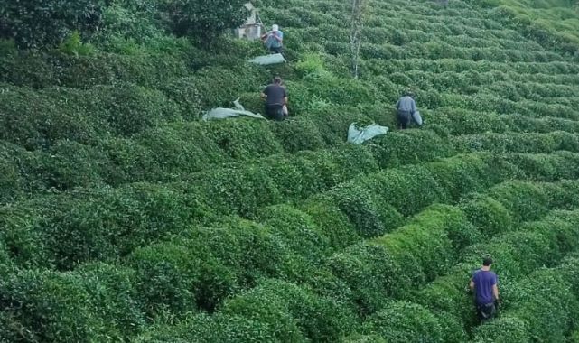 ZİRAAT ODALARINDAN ORTAK DEKLARASYON: Yaş Çay Üreticisine Ücret ve İşçilik Uyarısı
